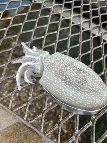 シリヤケイカの釣果