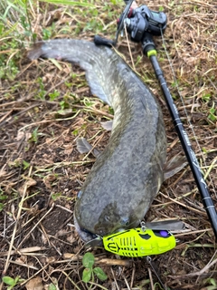ナマズの釣果