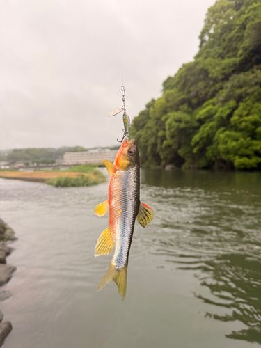 カワムツの釣果