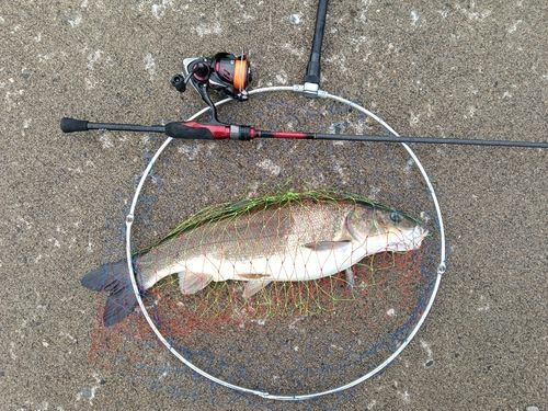 ウグイの釣果