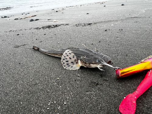 トクビレの釣果