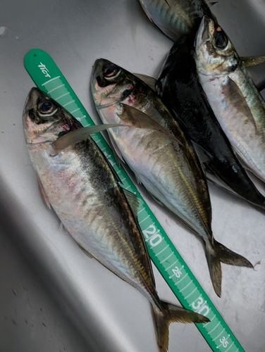 アジの釣果