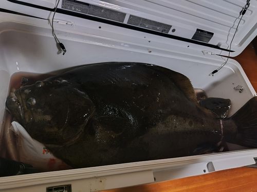 ヒラメの釣果