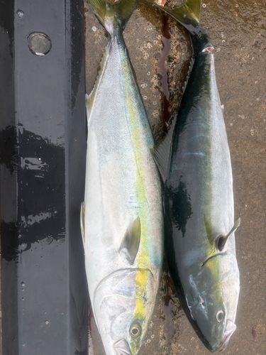 エソの釣果