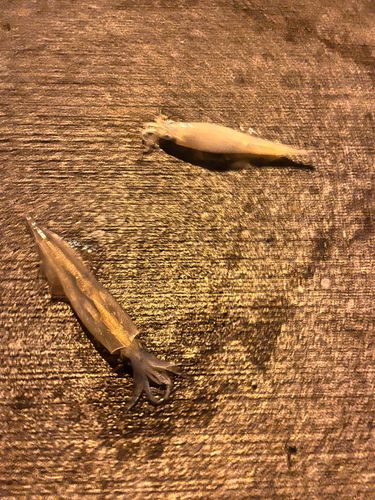 イカの釣果