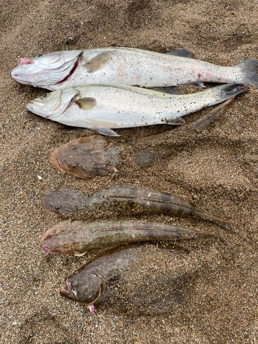 スズキの釣果