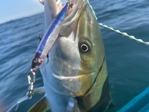 ヒラマサの釣果