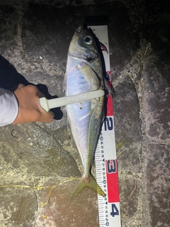 マアジの釣果