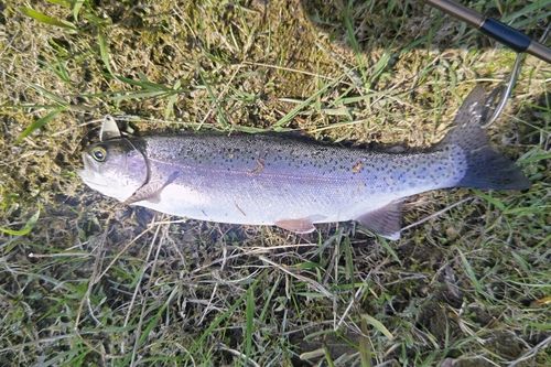 ニジマスの釣果
