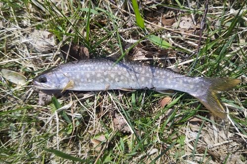 アメマスの釣果
