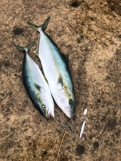 ワラサの釣果