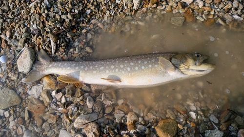 アメマスの釣果