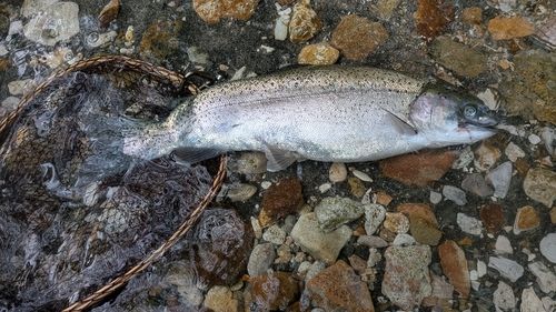 ニジマスの釣果