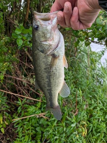茨城県で釣れたライギョの釣り・釣果情報 - アングラーズ | 釣果600万