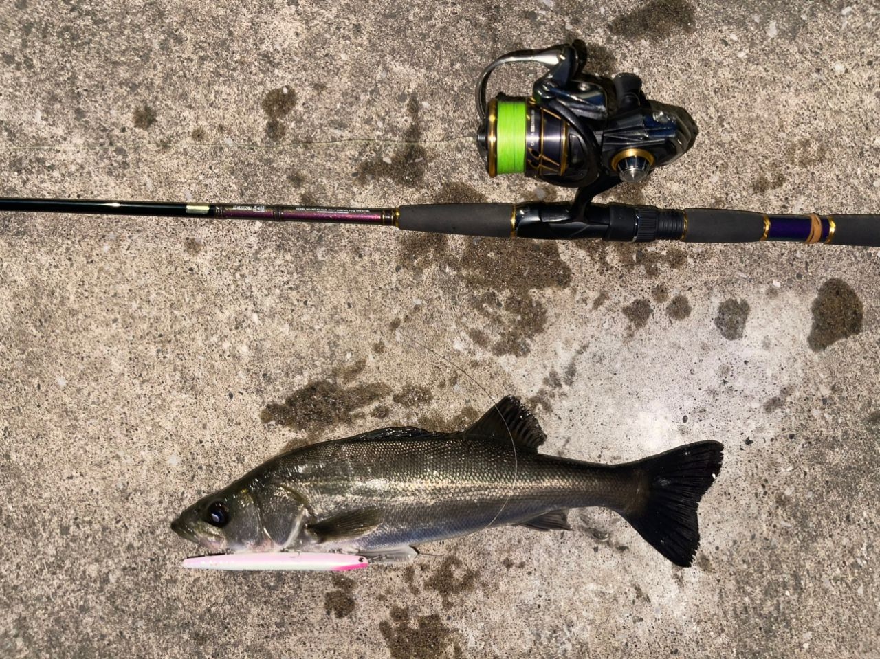 DAIWA 21カルディア LT2500S-XHの最安値・インプレ・釣果 | 本音の