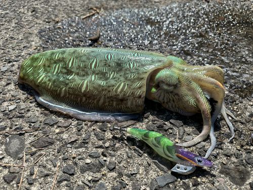 モンゴウイカの釣果