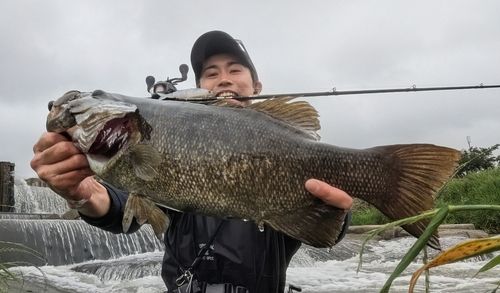スモールマウスバスの釣果
