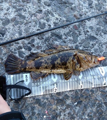 ソイの釣果
