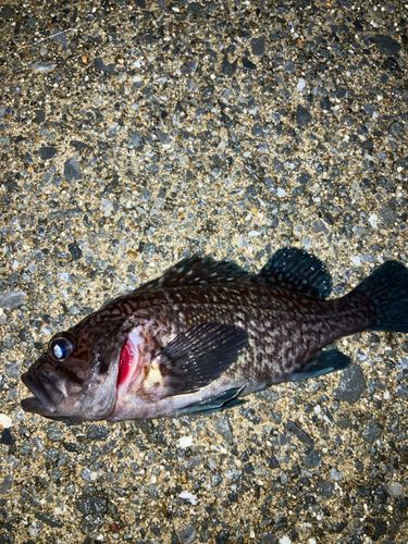 クロソイの釣果
