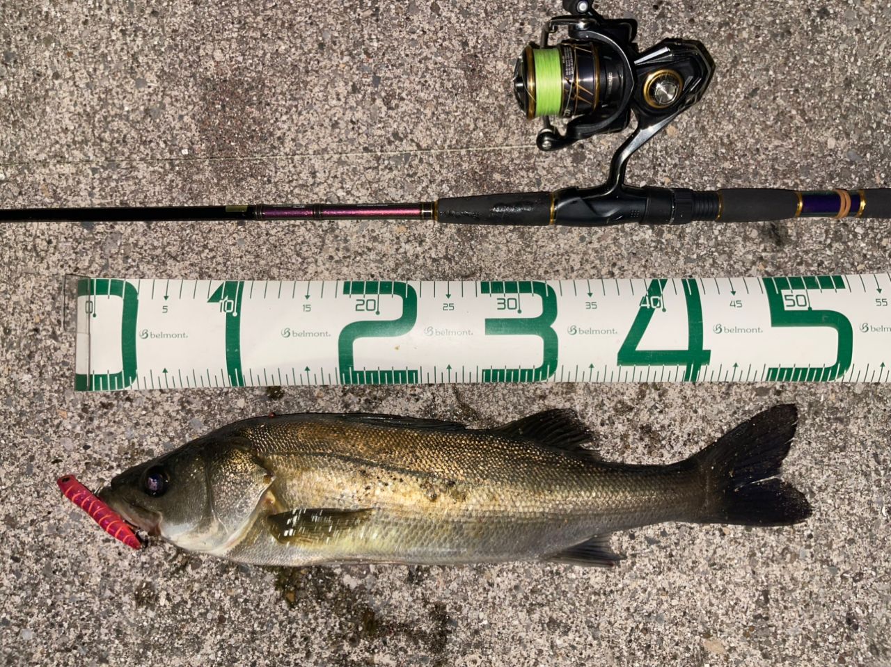 DAIWA 21カルディア LT2500S-XHの最安値・インプレ・釣果 | 本音の