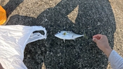 ギマの釣果