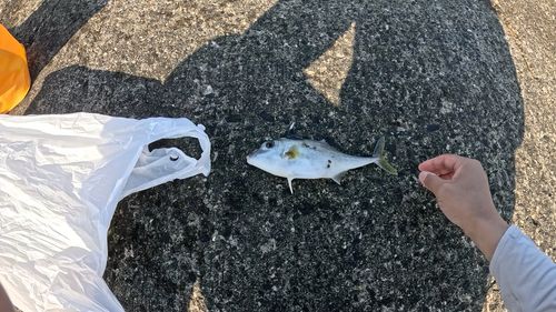 ギマの釣果