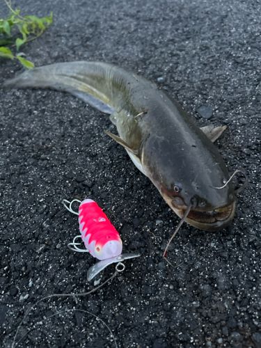 ナマズの釣果