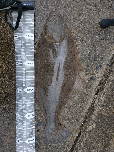 ヒラメの釣果