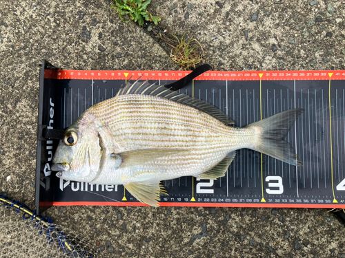 ヘダイの釣果