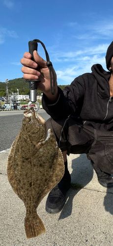 カレイの釣果