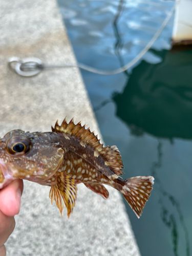 ガシラの釣果
