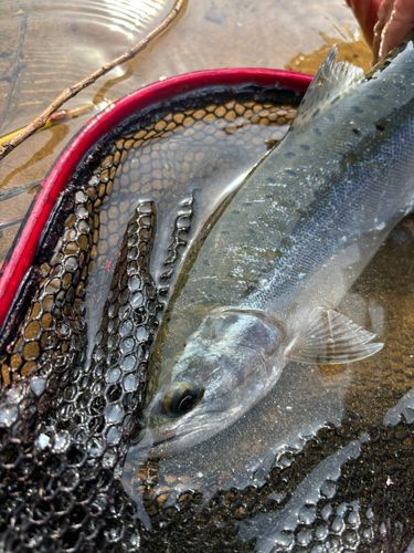サクラマスの釣果