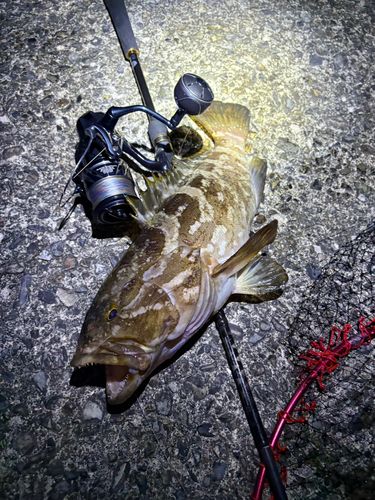 クエの釣果