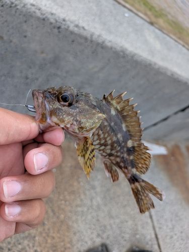 カサゴの釣果