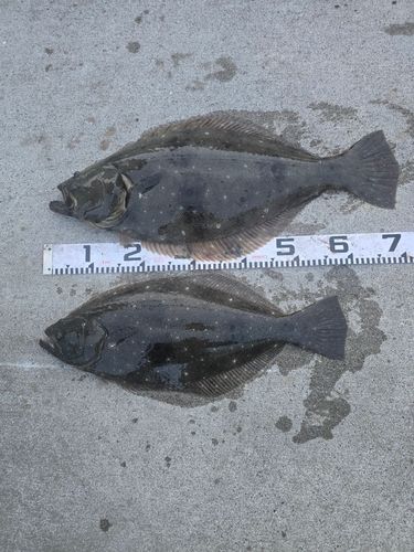 ヒラメの釣果