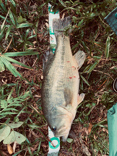 ブラックバスの釣果