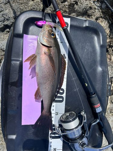 イサキの釣果