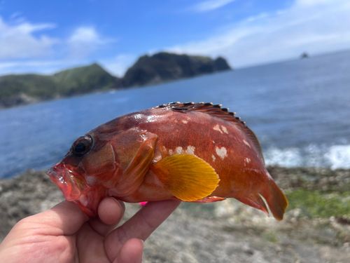 アカハタの釣果