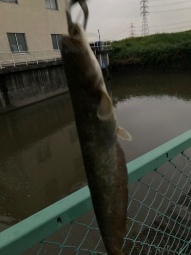ナマズの釣果
