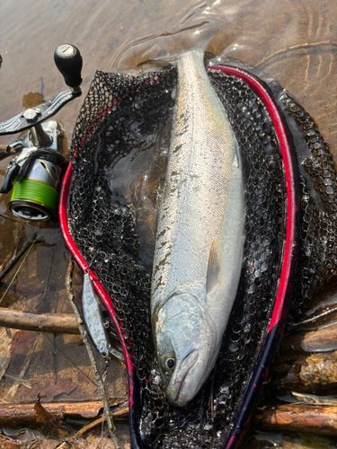 サクラマスの釣果