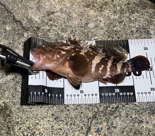 キジハタの釣果