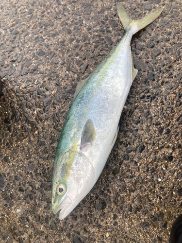 イナダの釣果