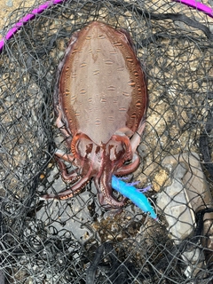 モンゴウイカの釣果