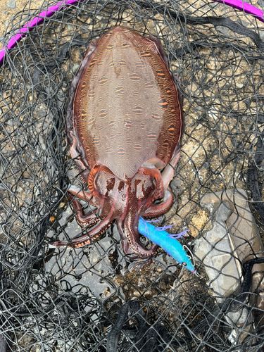 モンゴウイカの釣果