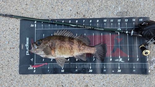 メバルの釣果