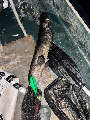 ライギョの釣果