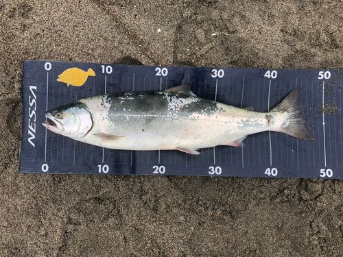 サクラマスの釣果