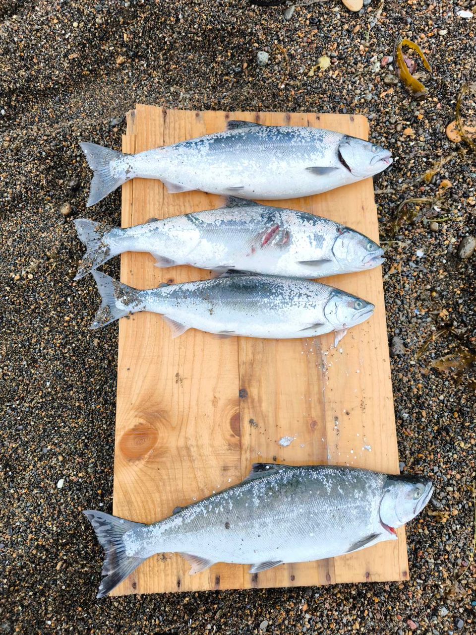 SHIMANO 18ディアルーナ S106MHの最安値・インプレ・釣果 | 本音の