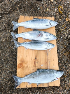 サクラマスの釣果