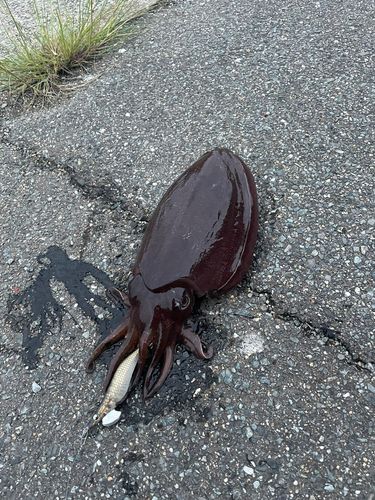 モンゴウイカの釣果